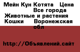 Мейн Кун Котята › Цена ­ 15 000 - Все города Животные и растения » Кошки   . Воронежская обл.